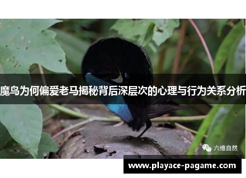 魔鸟为何偏爱老马揭秘背后深层次的心理与行为关系分析